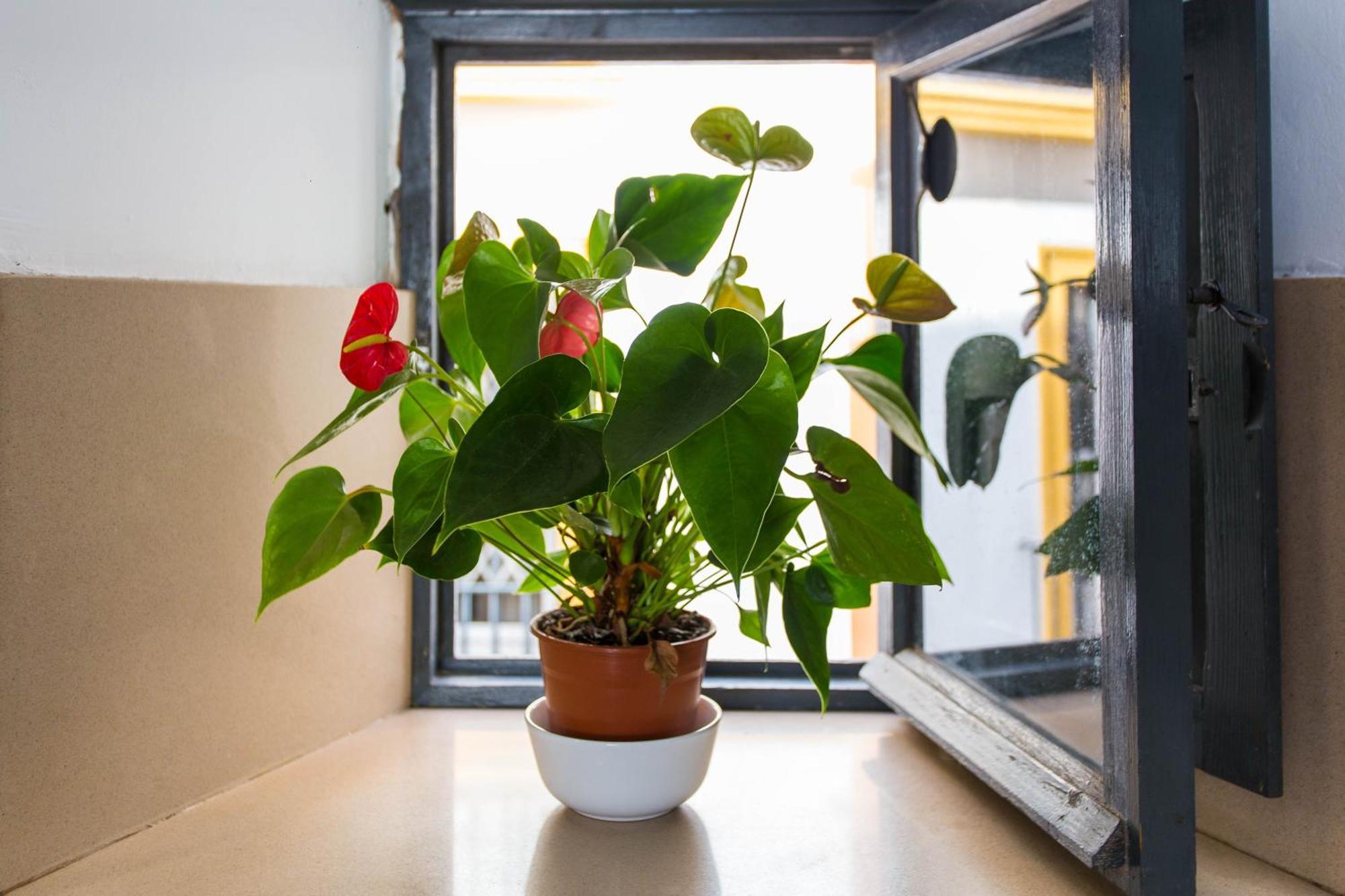 Apartmán Corral Del Conde Sevilla Pokoj fotografie